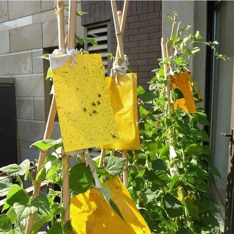 Yellow Sticky Fly Traps 10pcs – Double-Sided Glue Boards for Flies, Aphids & Whitefly
