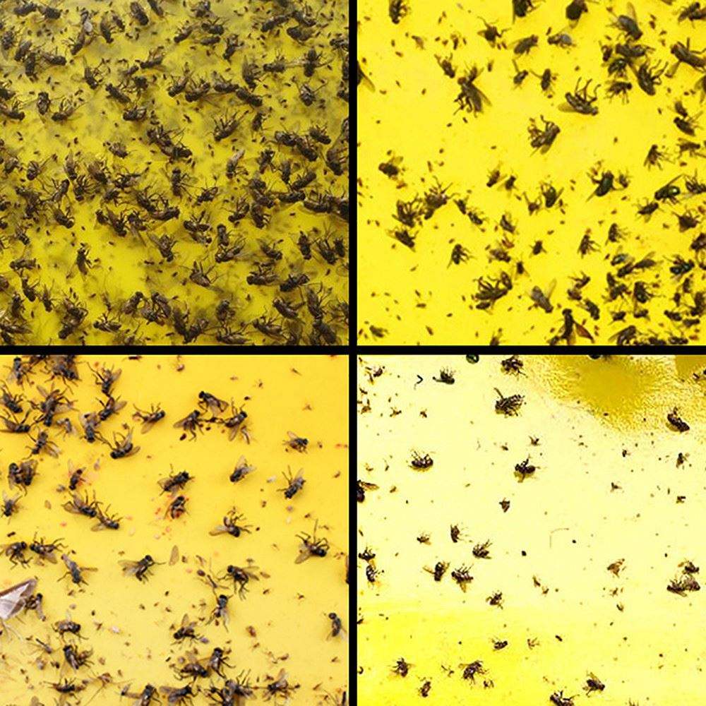 Yellow Sticky Fly Traps 10pcs – Double-Sided Glue Boards for Flies, Aphids & Whitefly