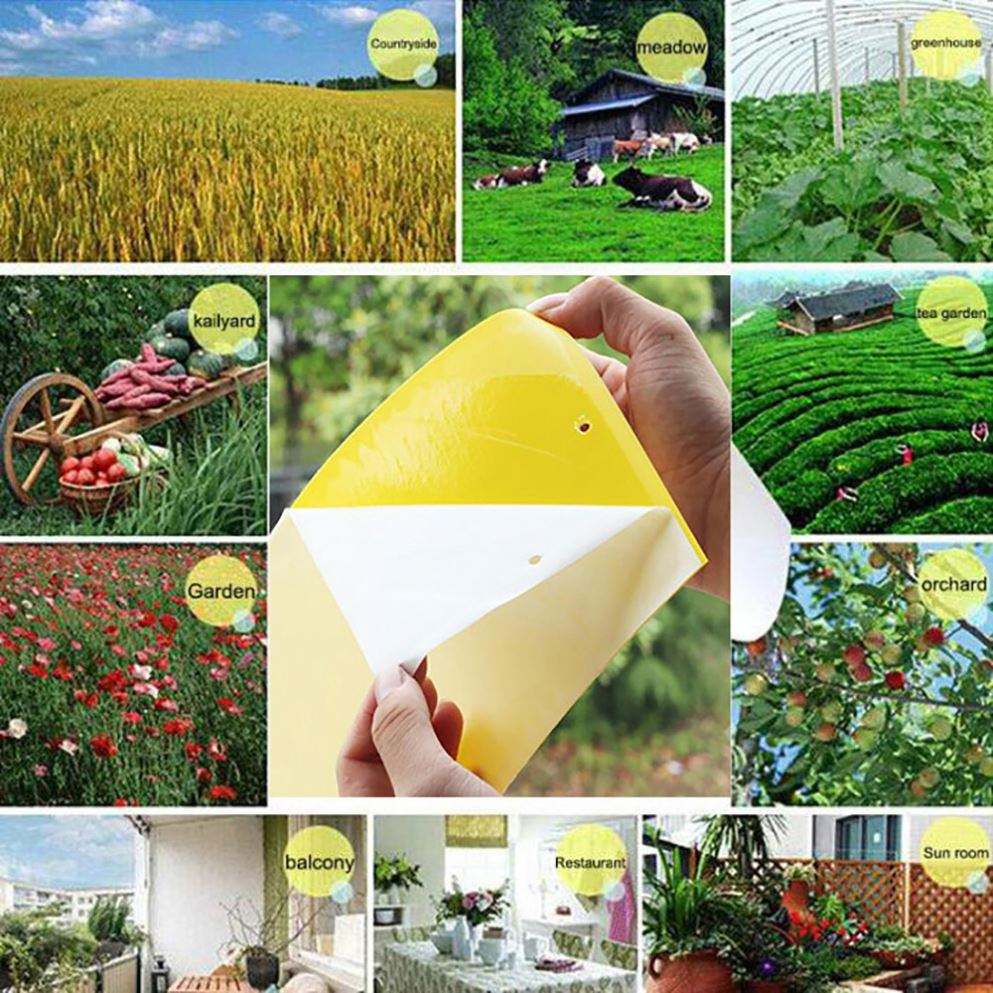 Yellow Sticky Fly Traps 10pcs – Double-Sided Glue Boards for Flies, Aphids & Whitefly