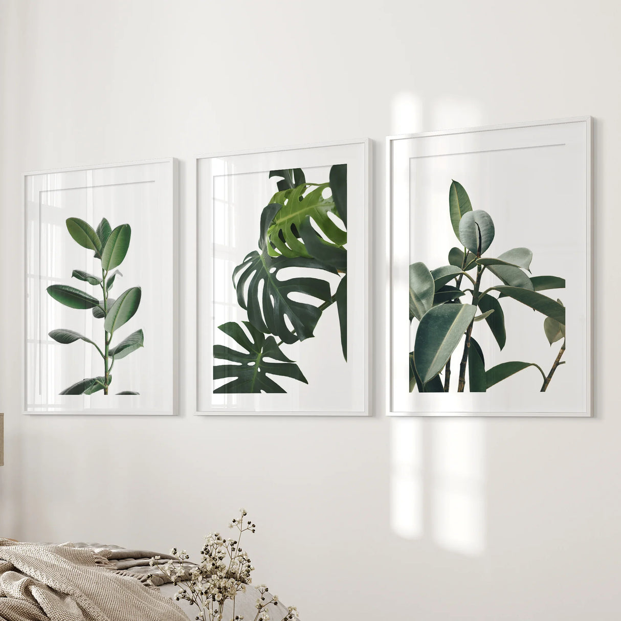 Botanical Set of 3 Prints. Tropical Monstera, Rubber Plant