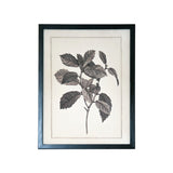 Black & White Botanical Art - 2 Pc Asst