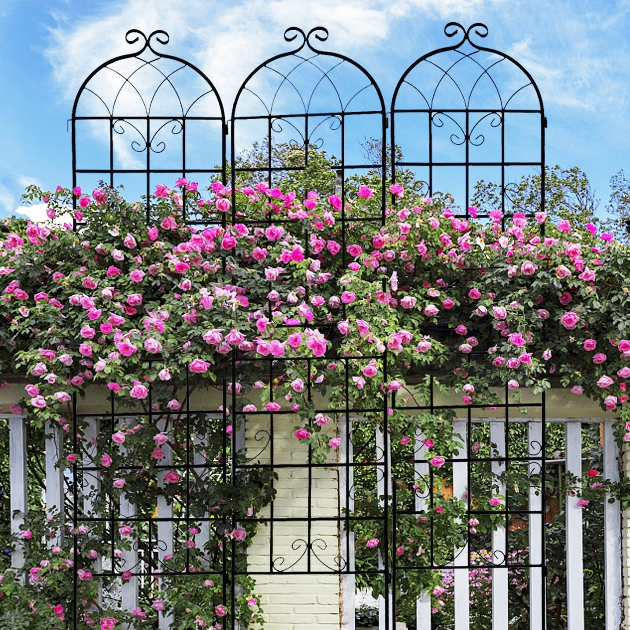 Trellises - Tuesday Morning