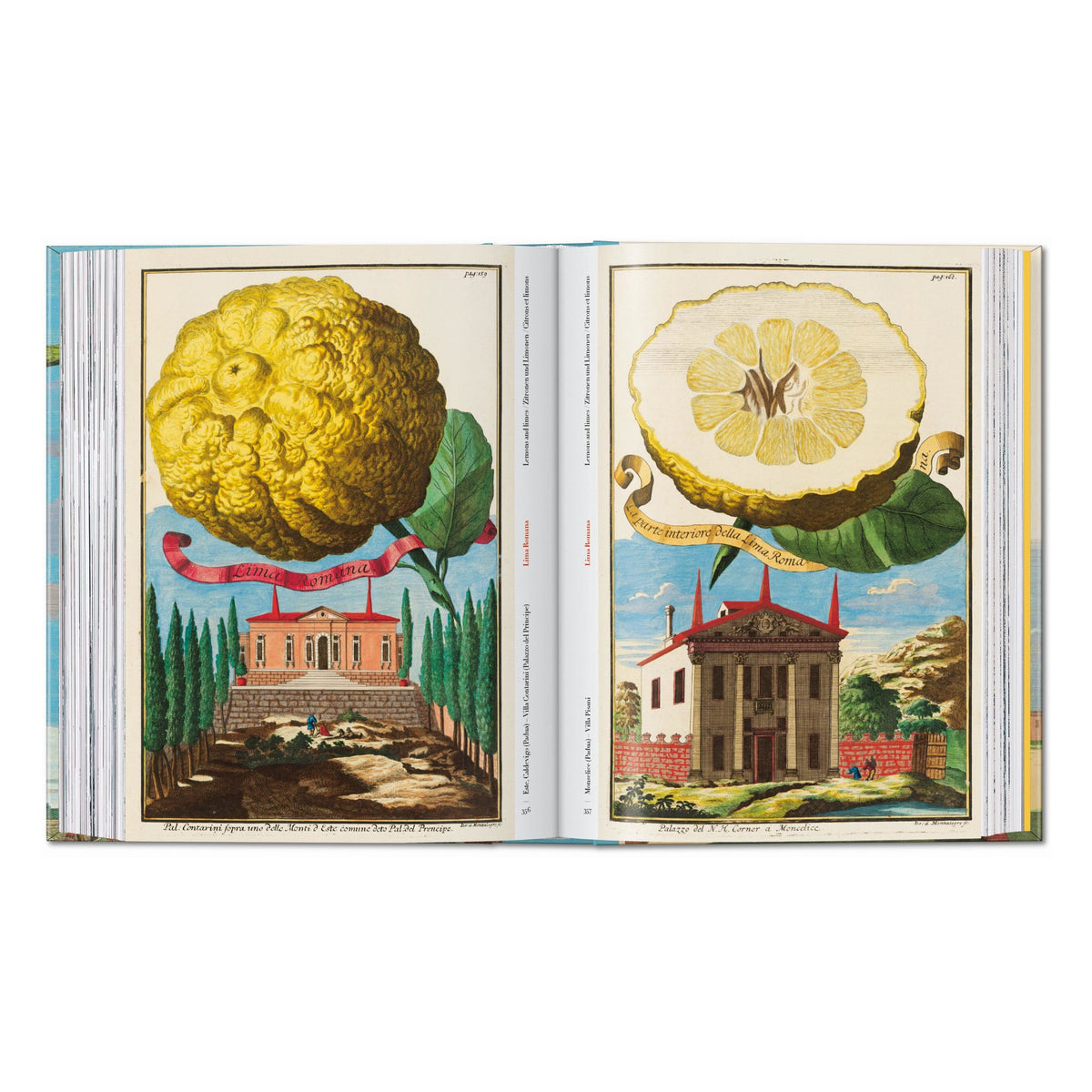 J. C. Volkamer. The Book of Citrus Fruits. 45th Ed. (German, French, English)