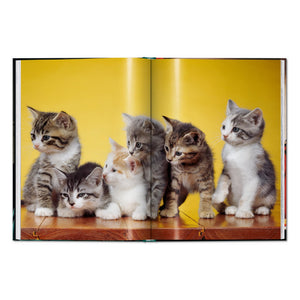 Walter Chandoha. Cats. Photographs 1942–2018 (English)