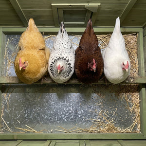 70" Large Wooden Chicken Coop with Nesting Boxes and Waterproof Roof - Green or Brick Red