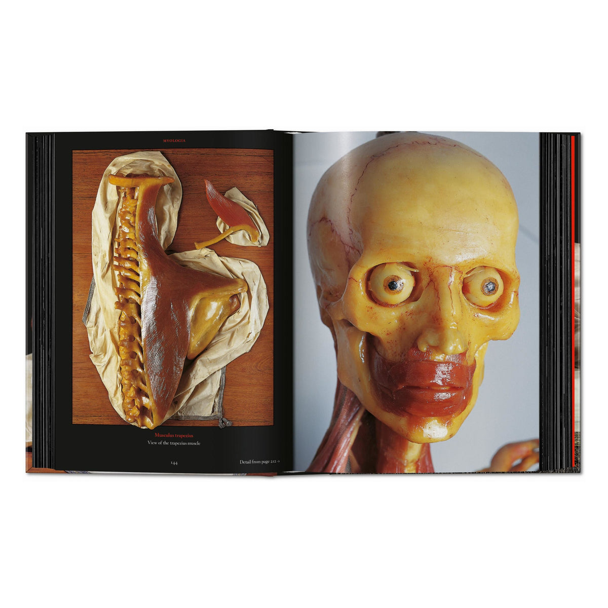 Anatomical Waxes. 45th Ed. (German, French, English)