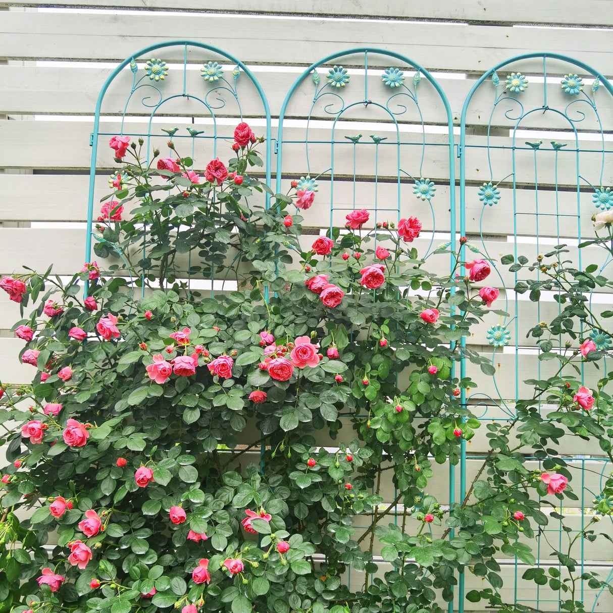 2 Pack Metal Garden Trellis 86.7" x 19.7"