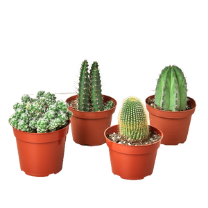 4 Cacti Variety Pack - 4.0" Pot