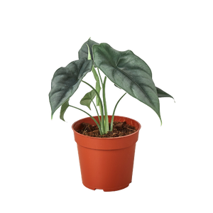 Alocasia Amazonica Reversa | Unique Arrowhead Plant | Moderate Care | House Plant Shop