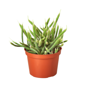 Rat Tail Cactus