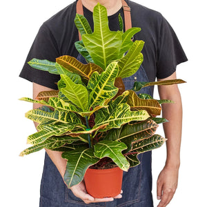 Croton 'Oak Leaf'