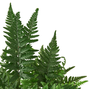 'Korean Rock' Fern