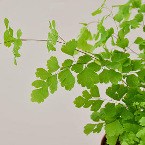 Maidenhair Fern