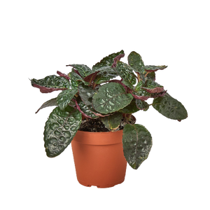 Hemigraphis 'Purple Waffle'