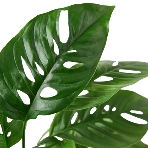 Monstera Adansonii Swiss Cheese | Easy Care Vining Plant | House Plant Shop