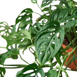 Monstera Adansonii Swiss Cheese | Easy Care Vining Plant | House Plant Shop