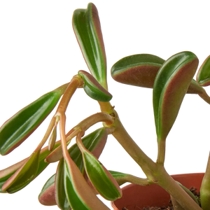 Peperomia 'Ruby Glow'