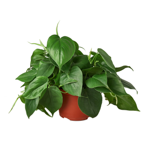 Philodendron Cordatum Heartleaf | Easy Care Climbing Houseplant | House Plant Shop