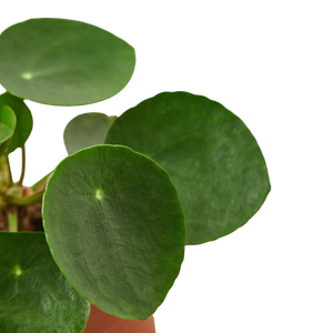 Pilea Peperomioides Chinese Money Plant | Easy Care Coin-Shaped Leaves | House Plant Shop