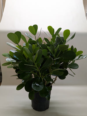 Clusia 'Princess' (Autograph Plant)