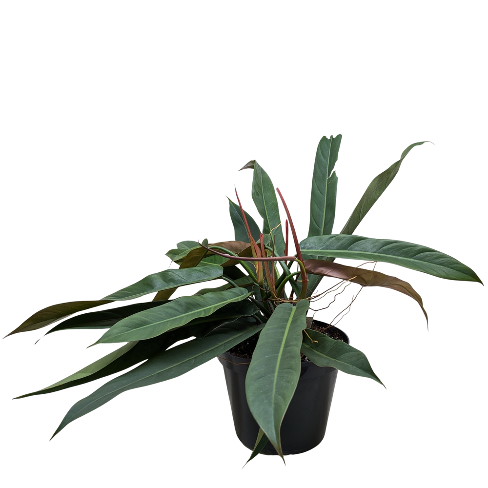Philodendron Bicolor | Rare Climbing Plant with Velvety Two-Tone Leaves | House Plant Shop