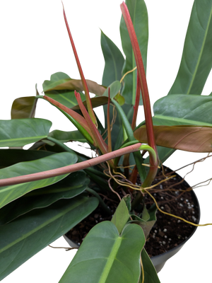 Philodendron Bicolor | Rare Climbing Plant with Velvety Two-Tone Leaves | House Plant Shop
