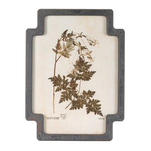 Framed Pressed Floral and Foliate Print (Set of 4)