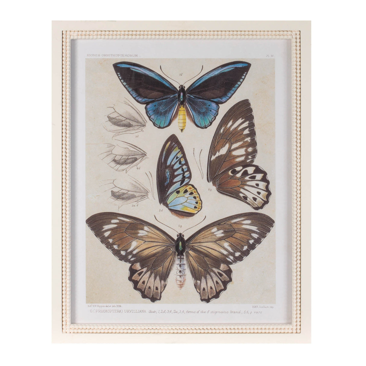 Framed Encyclopedia Butterfly Print (Set of 2)