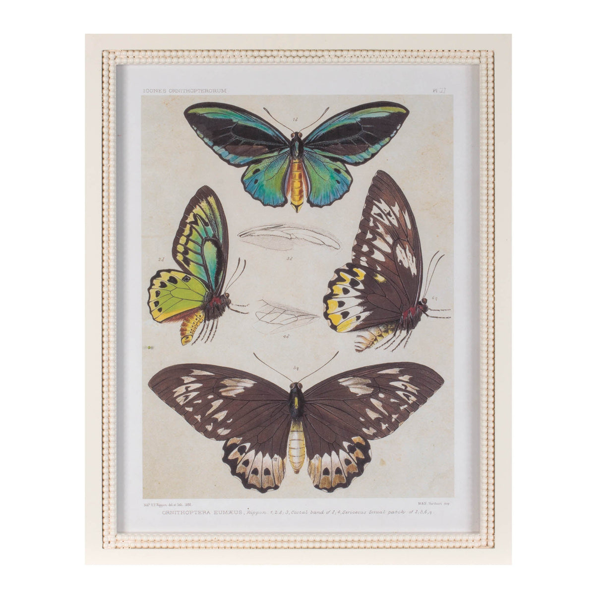 Framed Encyclopedia Butterfly Print (Set of 2)
