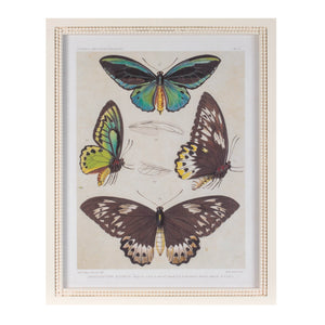 Framed Encyclopedia Butterfly Print (Set of 2)