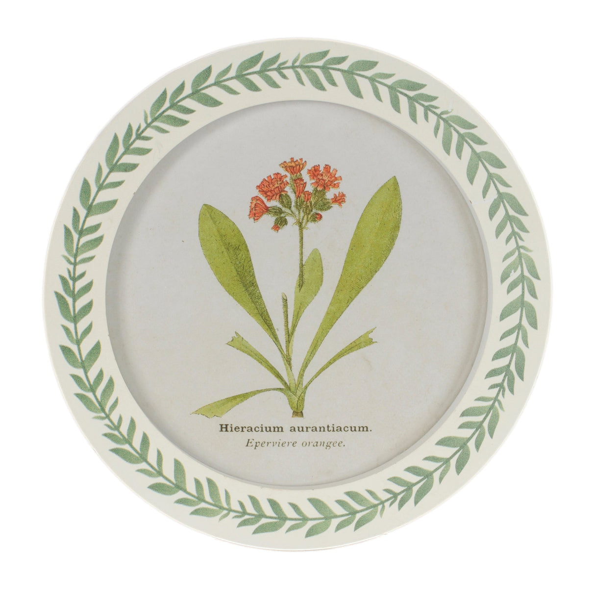 Round Framed Encyclopedia Floral Print (Set of 6)