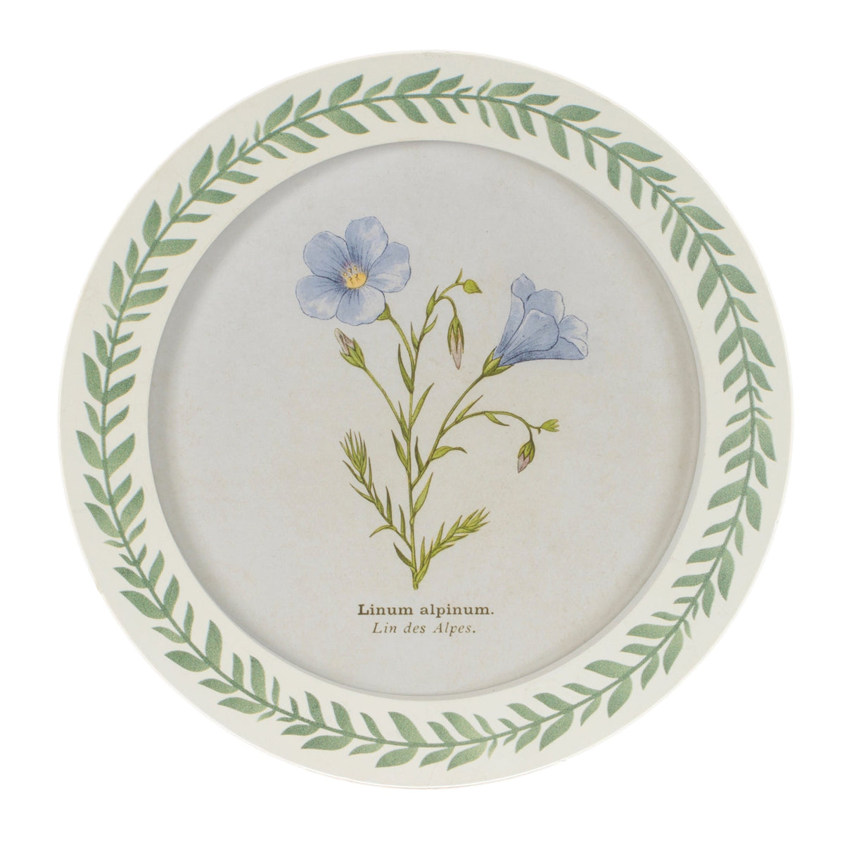 Round Framed Encyclopedia Floral Print (Set of 6)