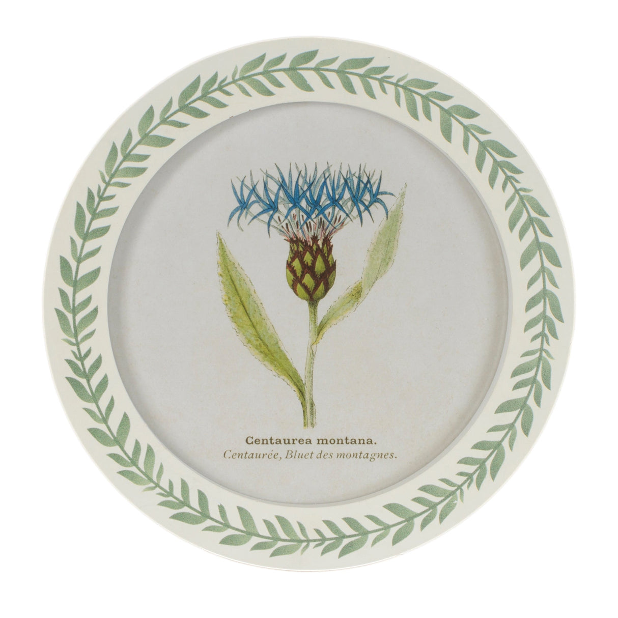 Round Framed Encyclopedia Floral Print (Set of 6)