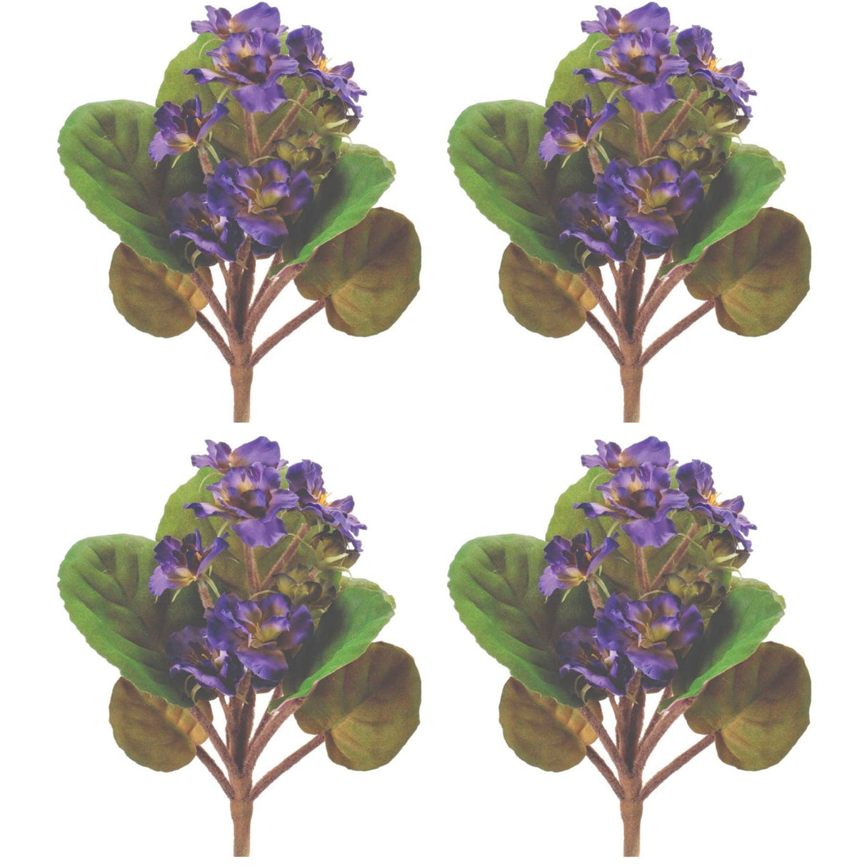 African Violet Flower Bush Set of 4