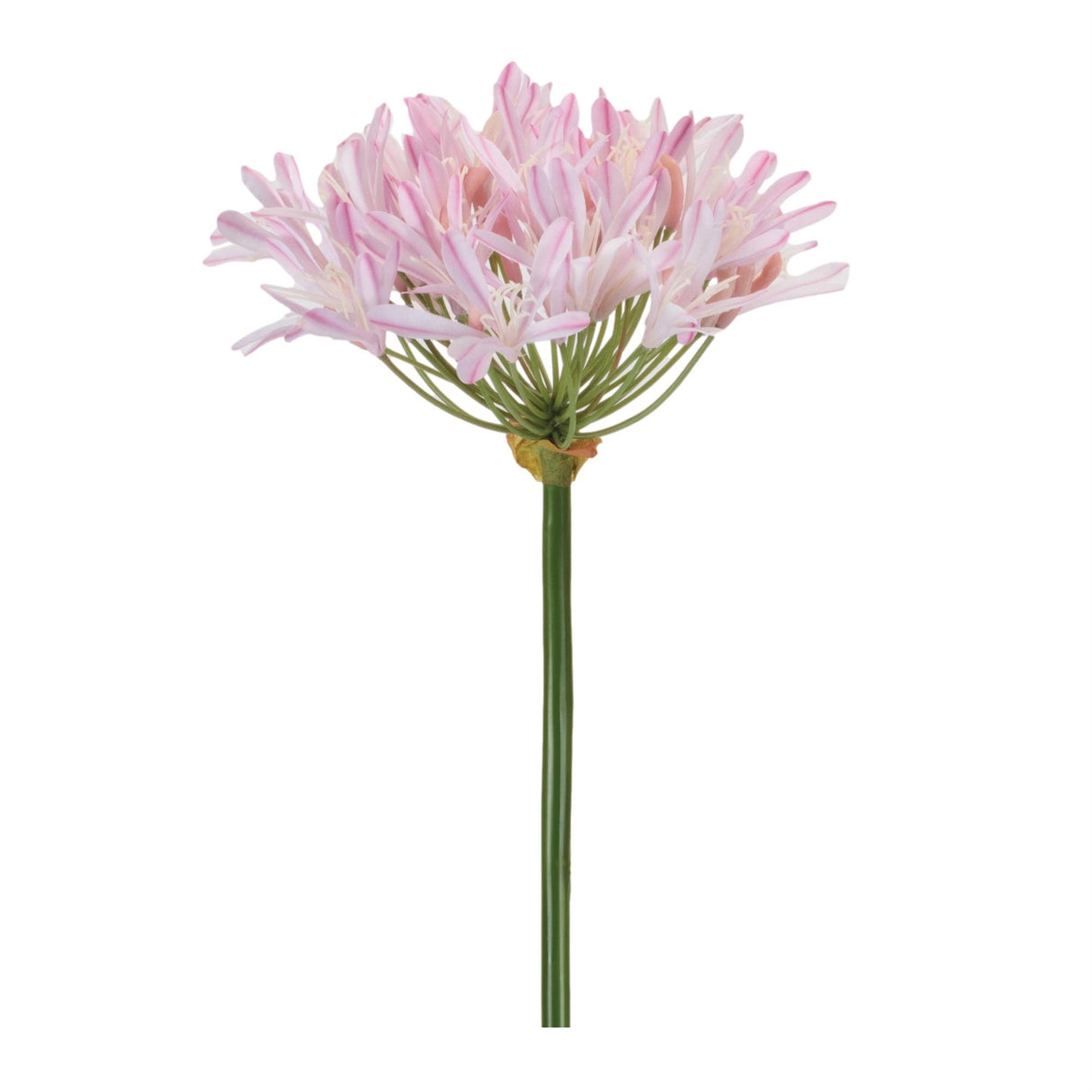 Agapanthus Flower Stem Set of 2