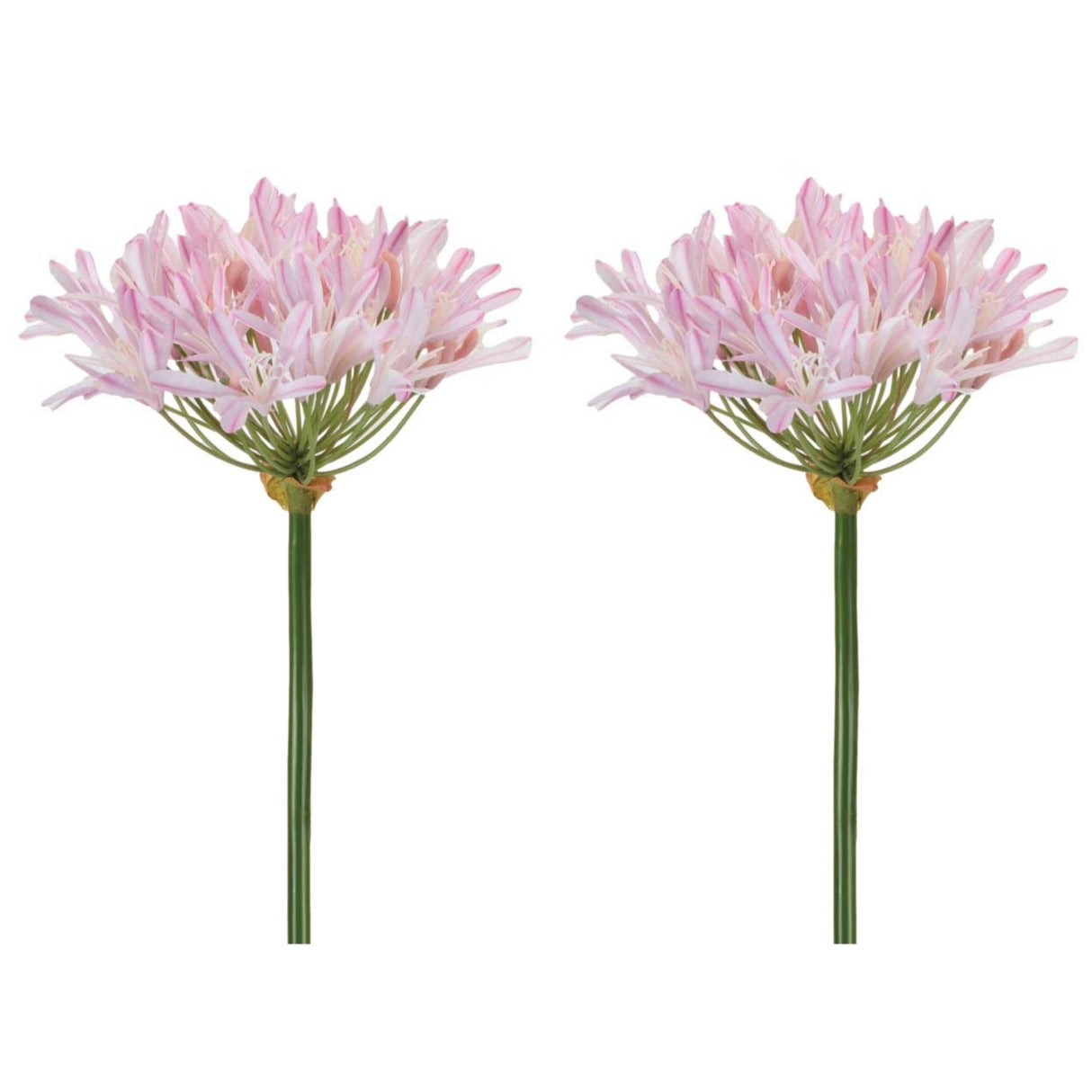 Agapanthus Flower Stem Set of 2