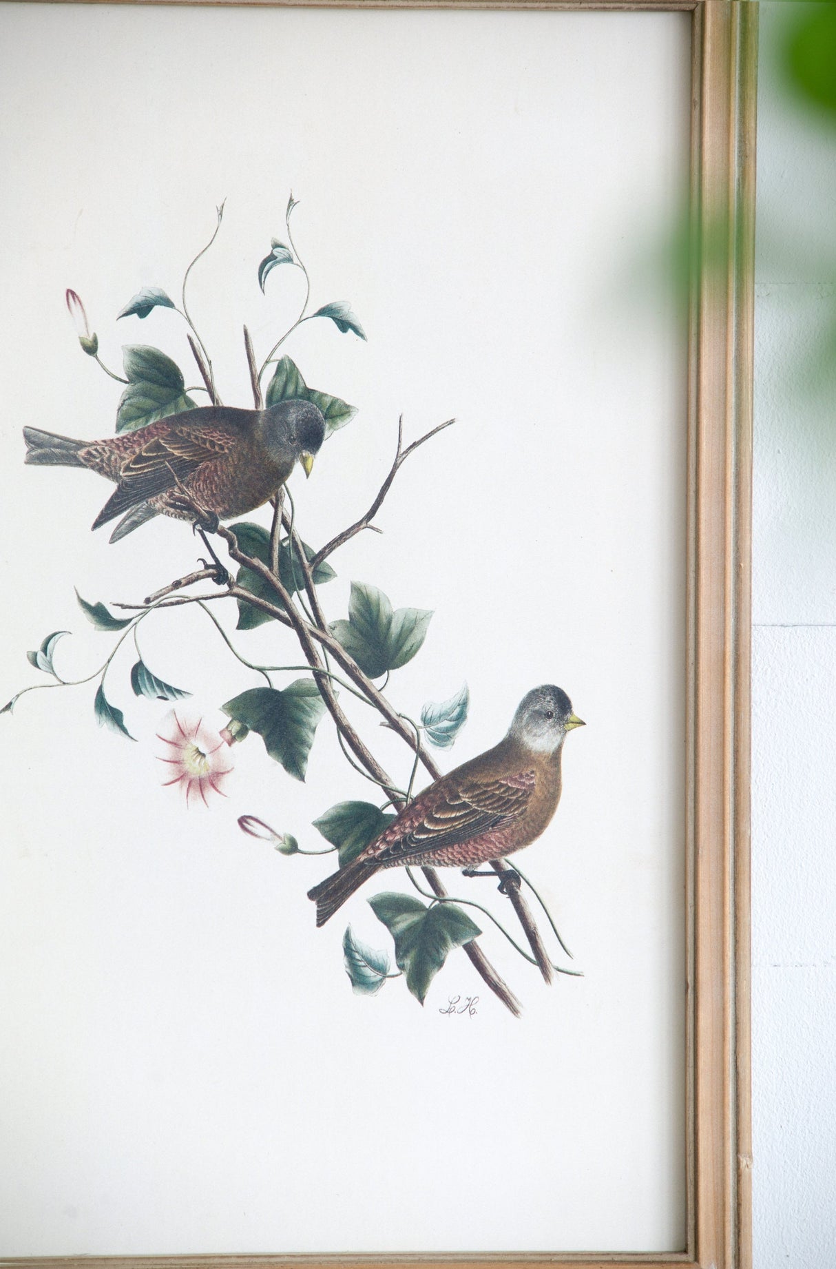 Set of 4 Bird Framed Prints