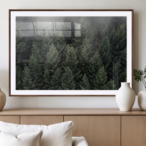 Dense Evergreen Forest Misty Morning Fog Pine Trees Woodland