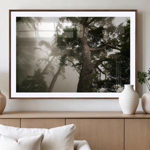 Misty Forest Canvas, Tall Trees Foggy Atmosphere Nature