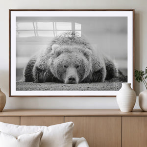 Resting Grizzly Bear Wall Art Canvas Print – Majestic Lazy