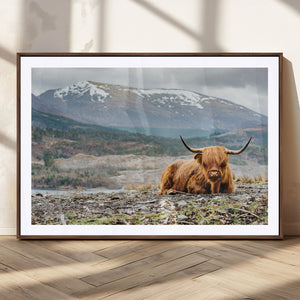 Highland Cow Horn Farm Wall Art Canvas Print