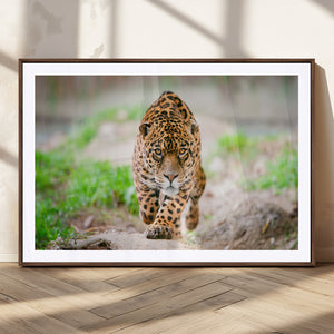Leopard on the Prowl - Stunning Large Framed Leopard Wall
