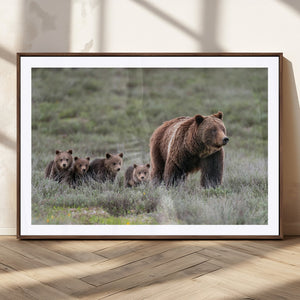 Wildlife Photography of 399 Grizzly Bear Cubs | Queen of the