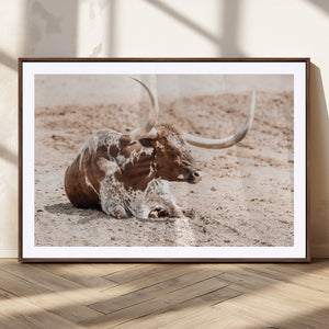 Texas Longhorn Wall Art Canvas Print – Framed Resting Bull