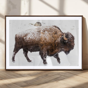 Snowy Buffalo Wall Art Canvas Print – Framed Wildlife
