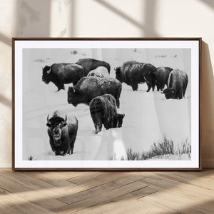 Buffalo Herd Wall Art Canvas Print – Framed Black and White