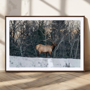 Wild Elk Wall Art Canvas Print – Framed Winter Wildlife