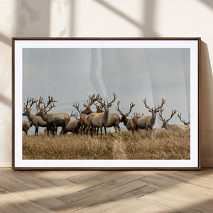 Elk Herd Wall Art Canvas Print – Framed Wildlife Photography