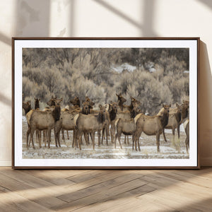 Majestic Elk Herd Winter Canvas, Elk Herd Winter Landscape