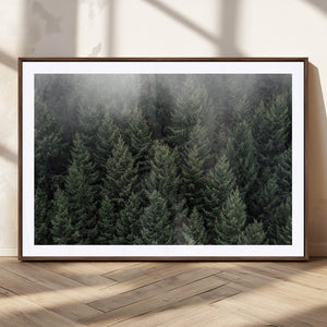 Dense Evergreen Forest Misty Morning Fog Pine Trees Woodland